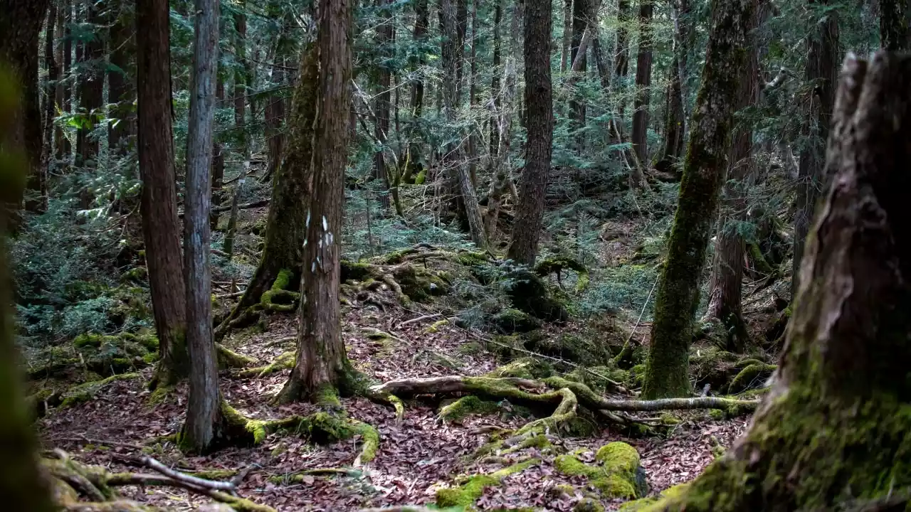 جنگل شیطانی آئوکیگاهارا در ژاپن